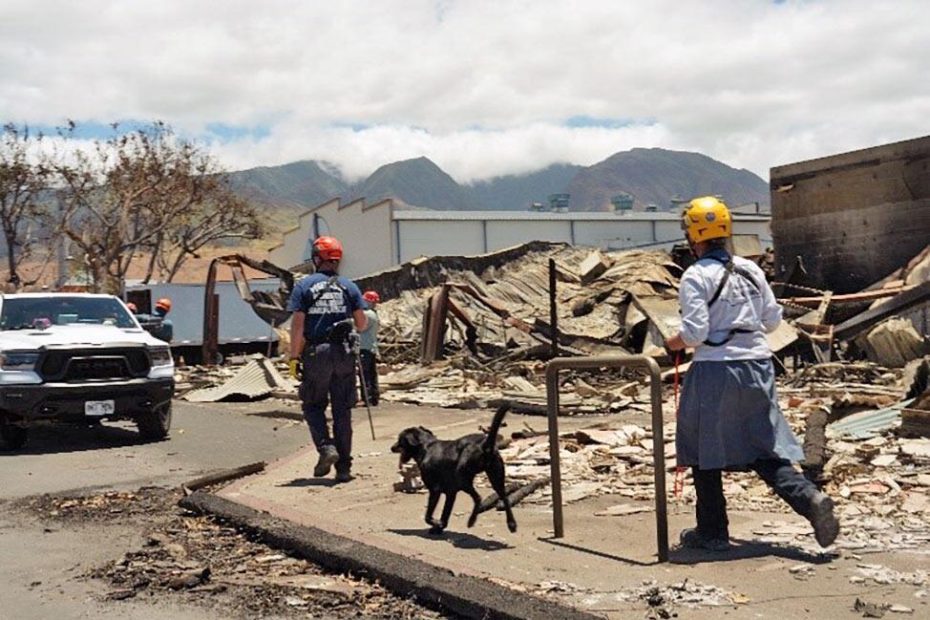Here's how you can help with the Maui Wildfire relief efforts.